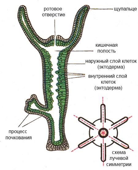 Кракен 20 at