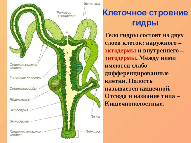 Ссылка кракен зеркало тор